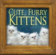 Cute Furry Kittens Single