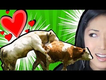 Humping Chinese Bull