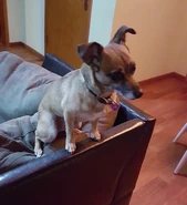 Lasercorn's dog, Lady