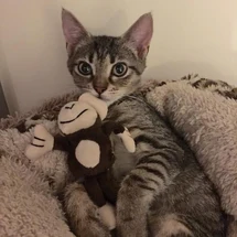 Baby Chibi or Mogwai, on Kalel's Twitter.