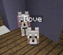 Dove the Dog
