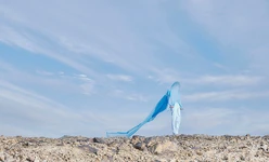 Taeminidea1.jpg (177 KB)