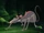 Spider-Rats