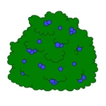 Smurfberry Bush 2