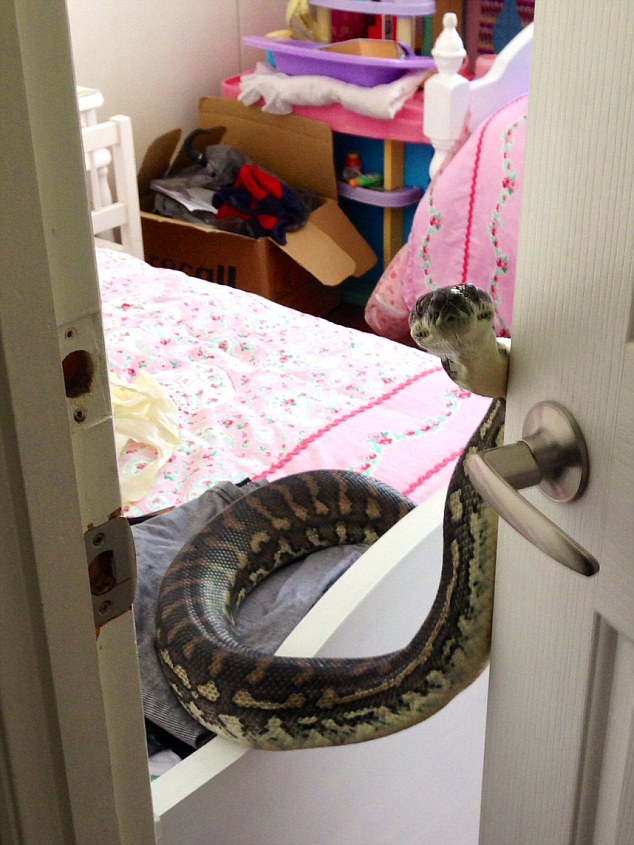 Python takes bathroom break in national park ladies' room