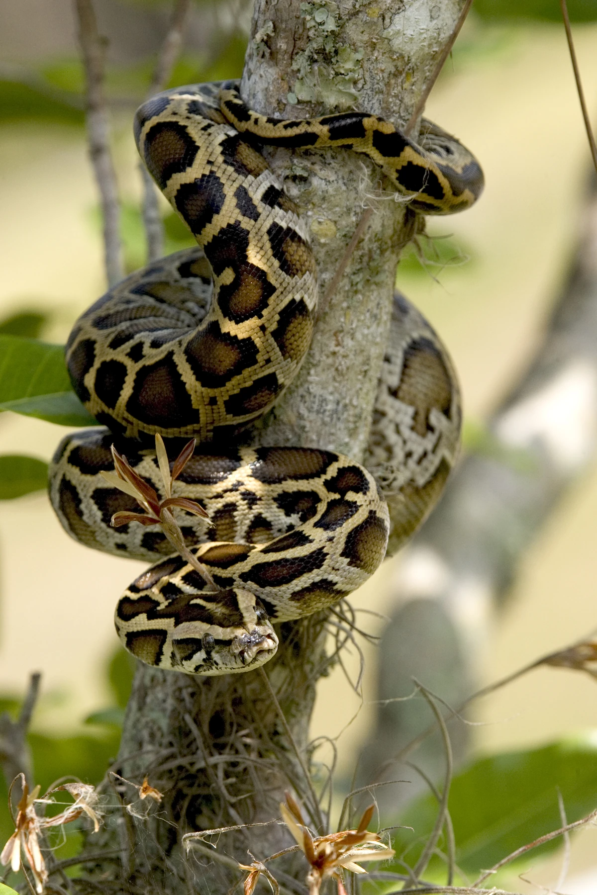 Burmese Pythons Masters Of Constriction | Snake Wiki | Fandom