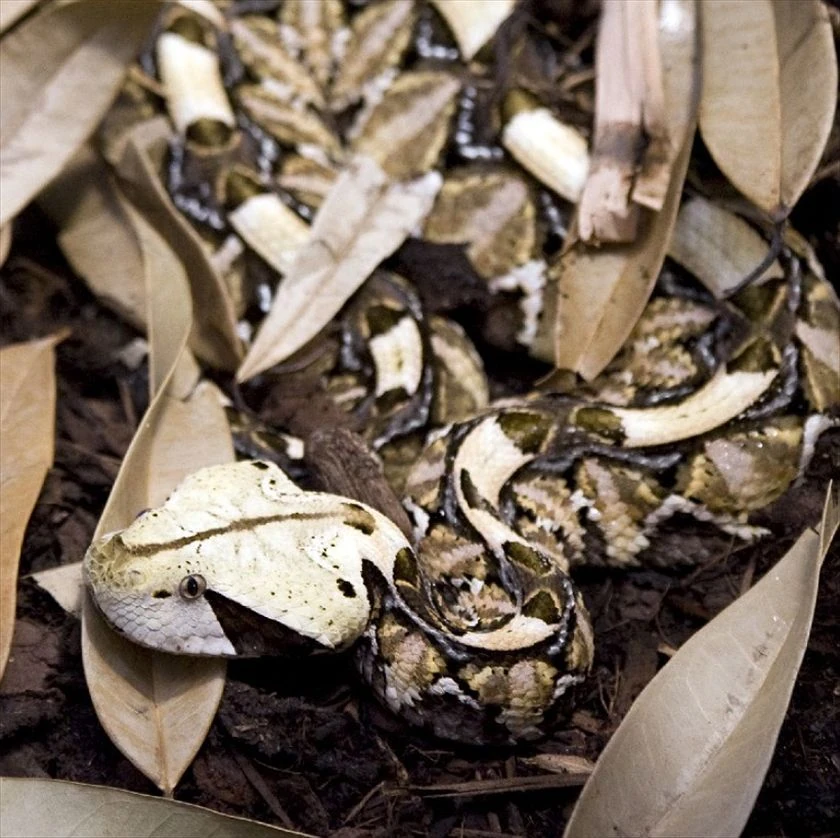 Viper's velvet black spots key to camouflage Snake Wiki Fandom