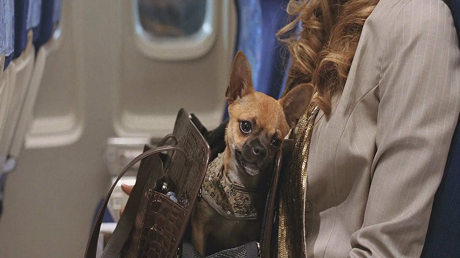 does the chihuahua die in snakes on a plane?