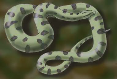 There are 4 species of anaconda: green anaconda, yellow anaconda, dark-spot...