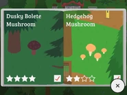 Dusky Bolete Mushroom, Hedgehog Mushroom