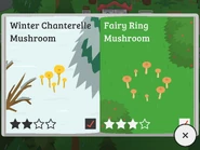 Winter Chanterelle Mushroom, Fairy Ring Mushroom