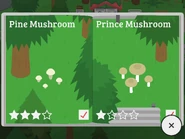 Pine Mushroom, Prince Mushroom