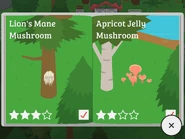 Lion’s Mane Mushroom, Apricot Jelly Mushroom