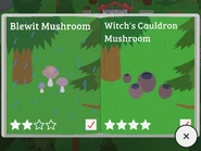 Blewit Mushroom, Witch’s Cauldron Mushroom