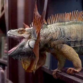 Screechingiguanasquare