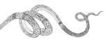 Snakeheader