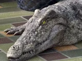 Broken-Hearted Crocodile