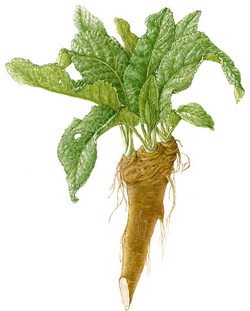 Horseradish
