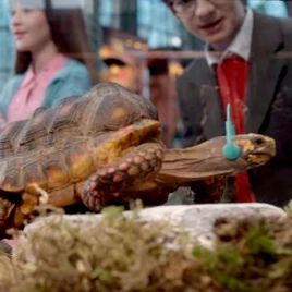 Dissonanttortoisesquare