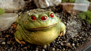 Threeeyedtoad