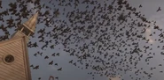 The crows flying from the Nevermore Tree into the Village of Fowl Devotees.