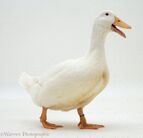 09567-White-duck-white-background