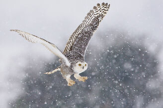 Sky's owl