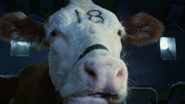 Cow 18
