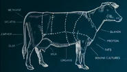 Cow diagram