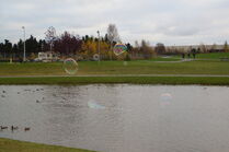 Loch Ness Bubble Chasing Ducks 10-8-12