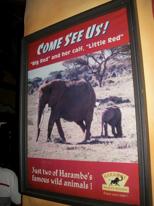 kilimanjaro safari big red corpse