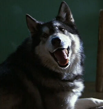 Malamute wiki discount
