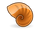 Nautilus