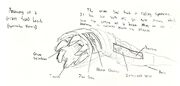 Leech anatomy