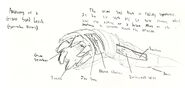 Anatomy of a Giant Sand Leech