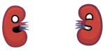 Kidneys 150x150