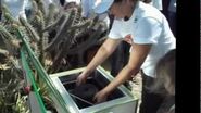 Pleno Sol No Clima da Caatinga "Feira gastronômica"