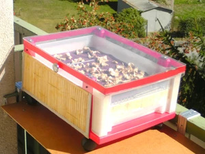 Séchage de céleris