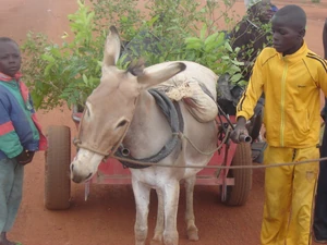 Reboisement au Burkina Faso