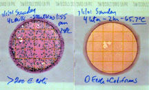 Petrifilm E. coli.jpg