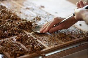 Preparing seeds for roasting at NeoLoco, 2-10-21.png (182 KB) Seeds are prepared for roasting