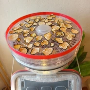 Courgettes séchées