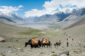 Delivery of the  to the Kirghiz tribe arrive on the backs of yaks.