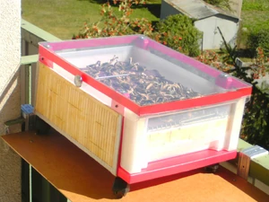 Séchage de champignons de Paris