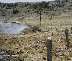 Charcoal production