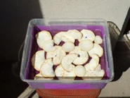 Céleri avant séchage