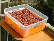 1) Carottes séchées