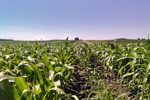 popcorn on the family farm in July