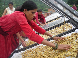 Solar drying of ginger, Center for Rural Technology, Nepal, 2-1-16