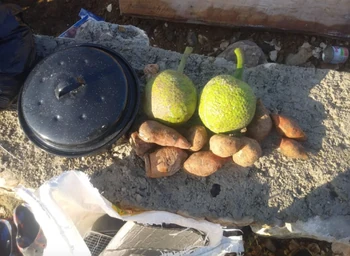 E. Joseph 1, 5-3-23.png (1.38 MB) Breadfruit and sweet potatoes